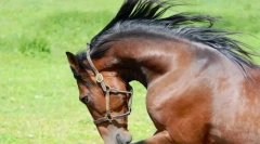 Američki trot